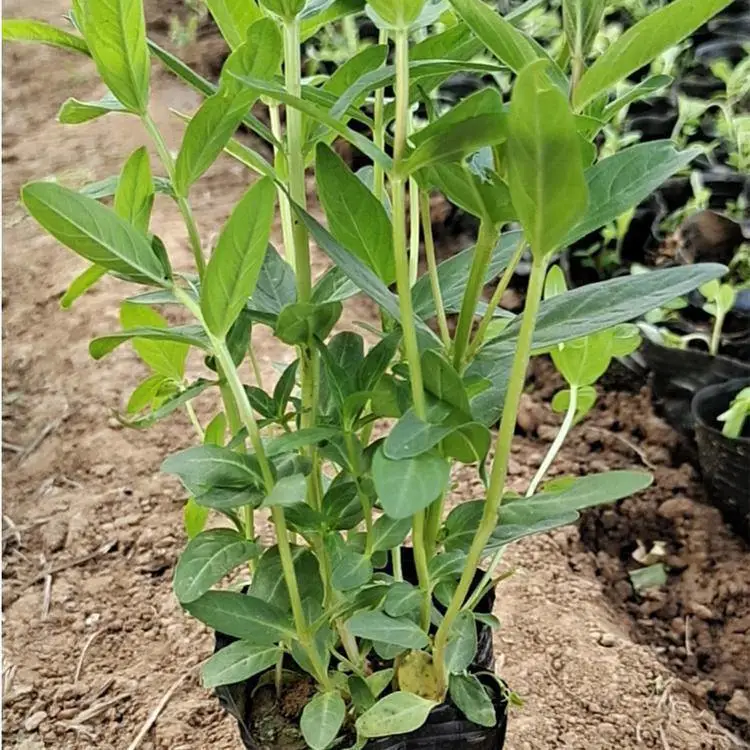 江苏千屈菜 道路草花 千屈菜种子