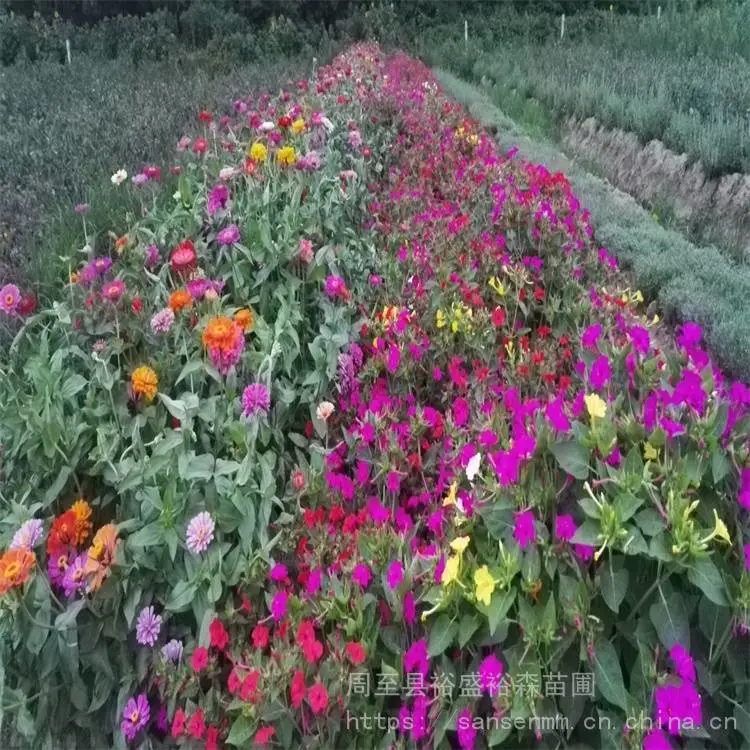 渭南出售夏季花海种子 退耕还林土地复绿 混播草坪种子