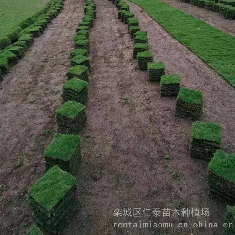 出售 莱 芜草皮 ***草坪 香豌豆 种子 大叶黄杨