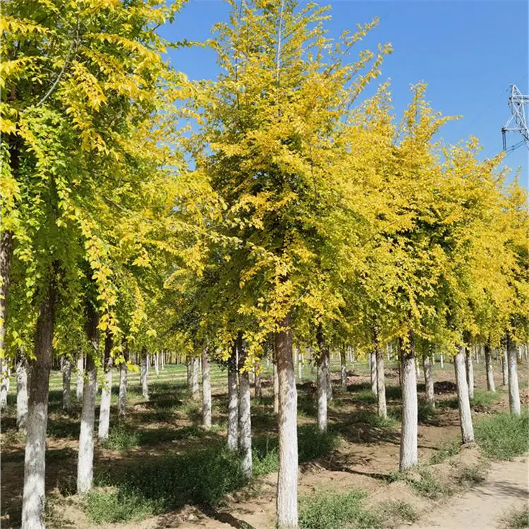 金叶榆-金叶榆树基地-苗木产地-土球完好