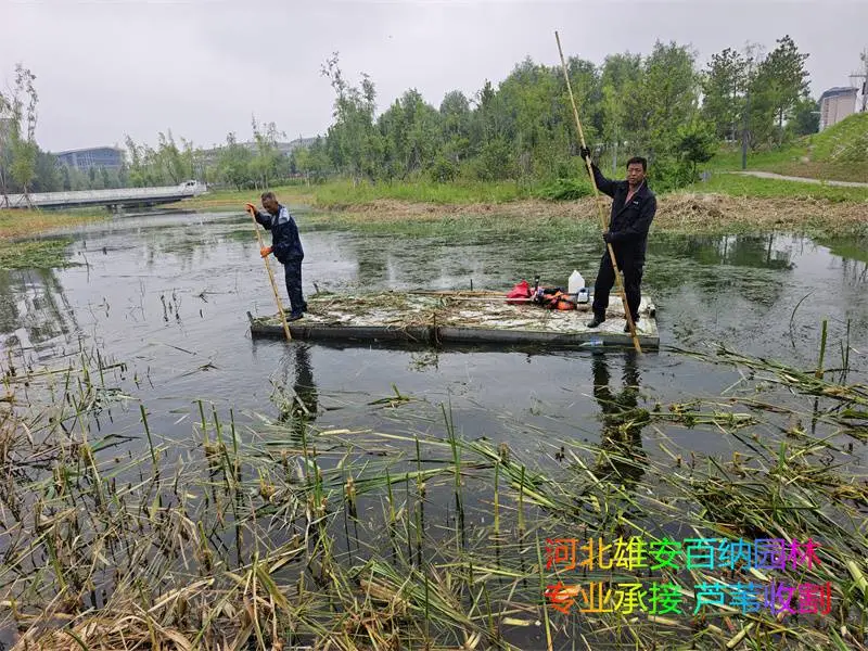 清理水草 清理芦苇 清理香蒲 专业清理水下各种水生植物