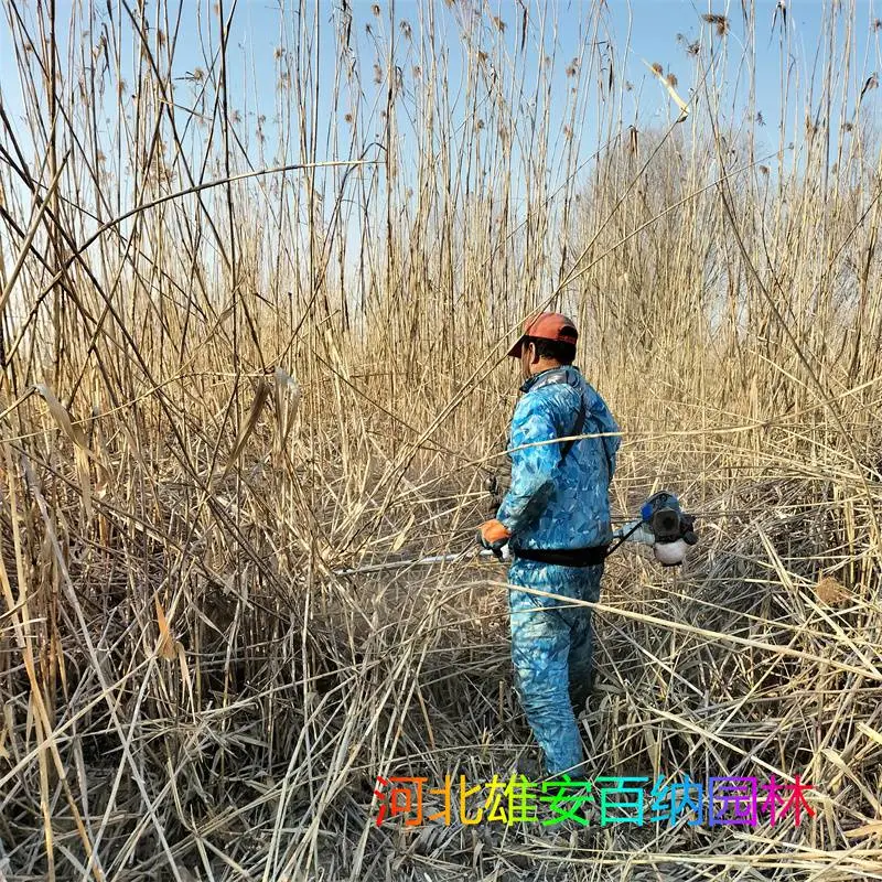 割芦苇 专业水下割芦苇 深水割芦苇 冰上割芦苇 割芦苇成本预算