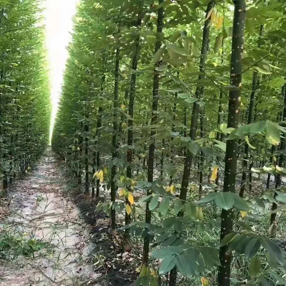 山东泰安淑女国槐小苗种植基地,淑女国槐苗厂家上车价格,淑女国槐苗产地报价,淑女国槐苗木供应商