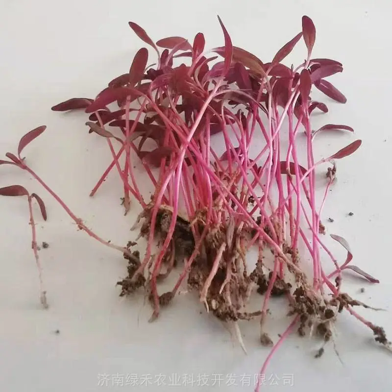 火红苗种子 四季种植特菜 芽菜 水培耐寒蔬菜 摆盘蔬菜高产