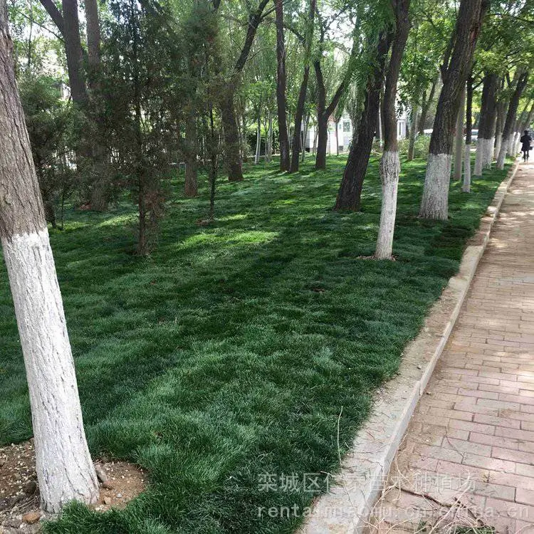 复古嘟嘟传奇 一起激情 白三叶草籽 勋章菊种子 草坪na里便宜