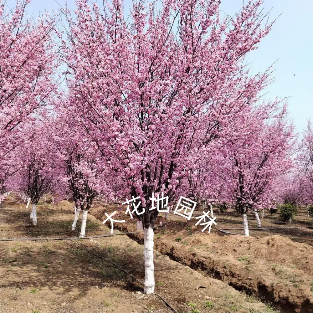 20260314/image/7eiptcw8fnp4h8w0ncy21v.png