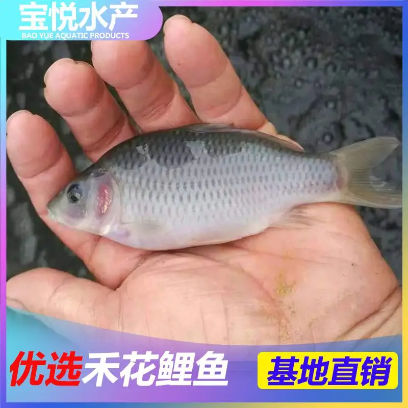 山东烟台禾花鲤鱼苗养殖供应 稻田鲤鱼苗出售