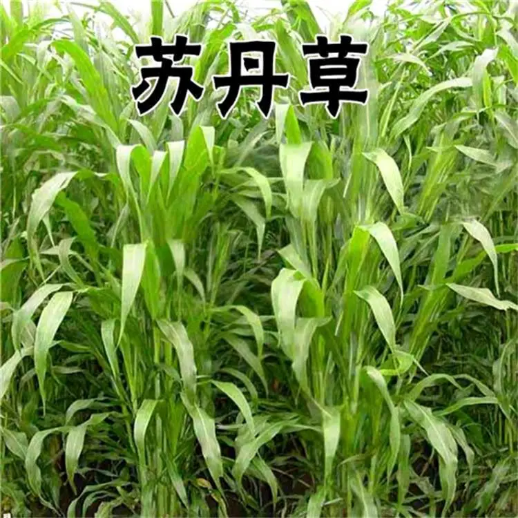 护坡草坪种专业生产厂家每公斤9元内蒙古经销批发