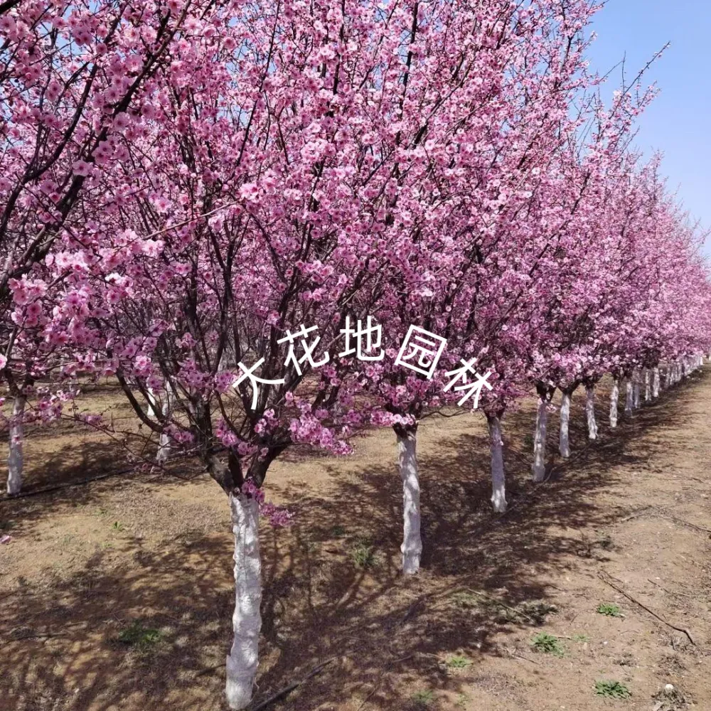 20260314/image/nwpk8yazl4p89ar1657rp.png