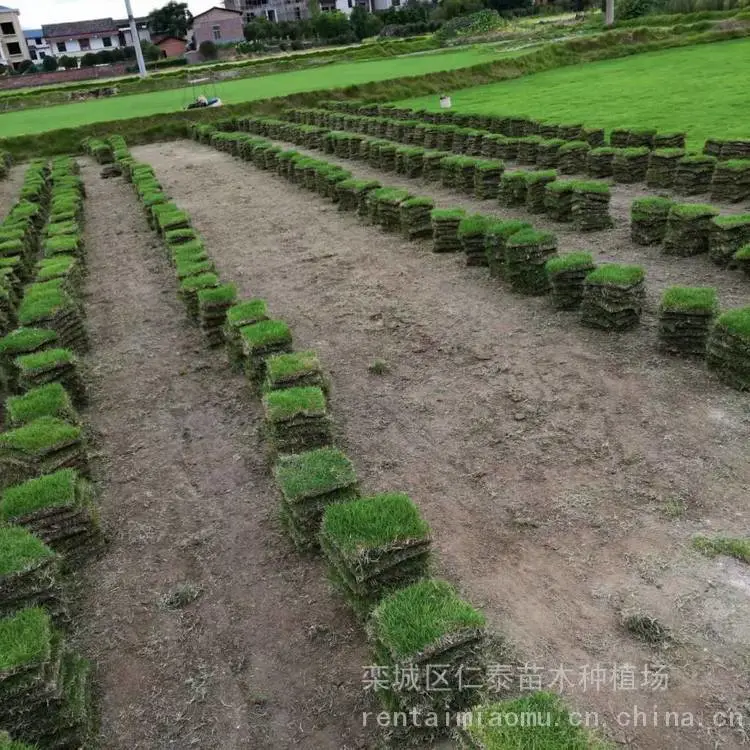 出售剪股颖草坪绿化高羊茅草籽高杆混色翠菊花籽矮生