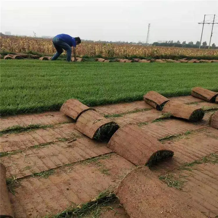 本地出售草坪卷鸡毛菜籽山桃种子春黄菊花籽脱芒狼尾草