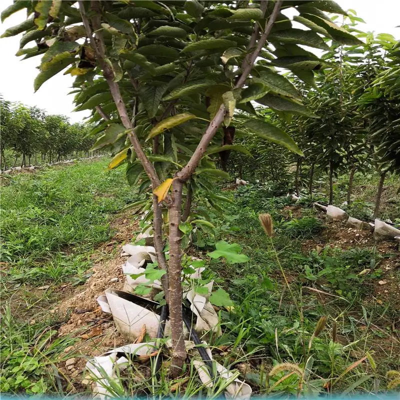 天津俄罗斯八号樱桃苗量大优惠俄罗斯八号樱桃苗送管理技术