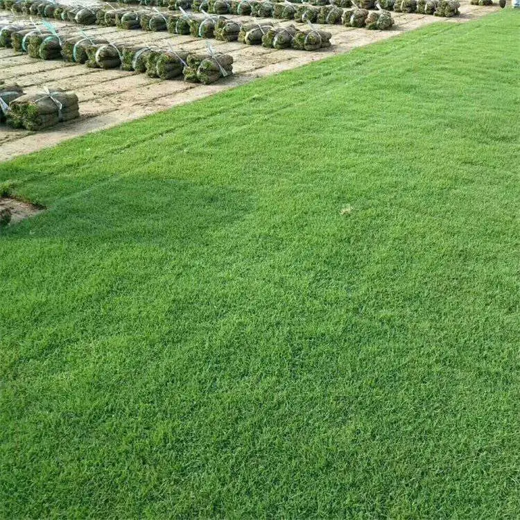 出售草坪火棘种子包衣紫粒苋草籽金萱草花种籽本地