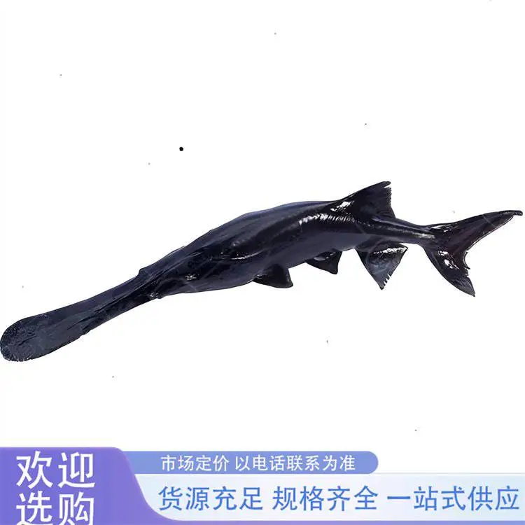 鸭嘴鱼苗 全国可养殖 生长快抗病强 免费技术支持 包活发货