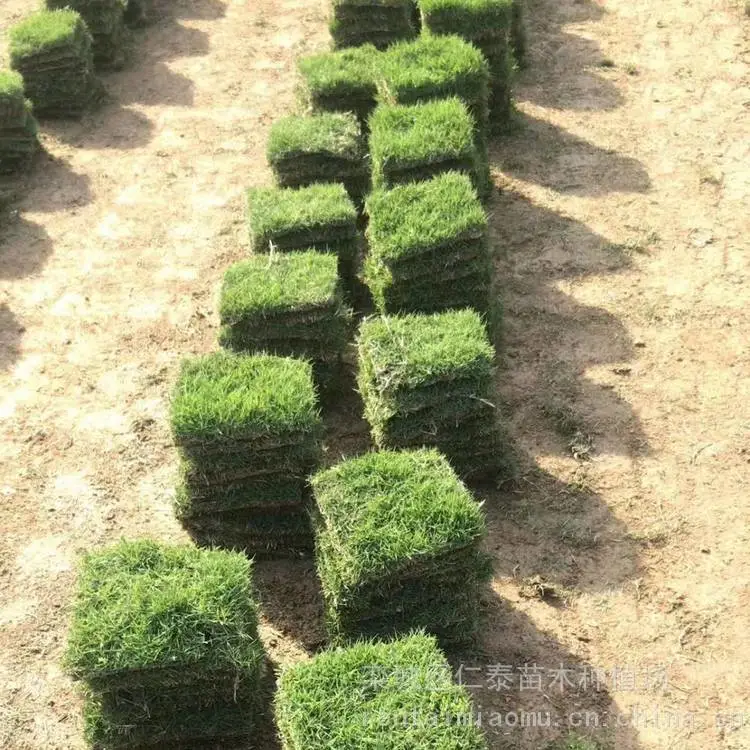 什么品种的草种子成活***草坪 周边草皮卷 ***种子