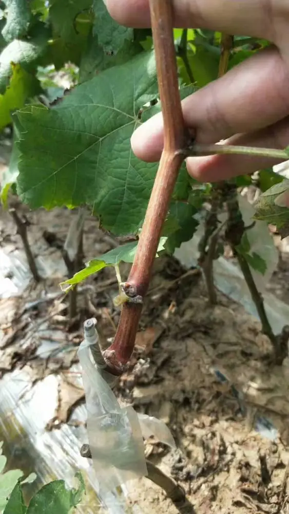 河南阳光玫瑰葡萄苗脱毒阳光玫瑰葡萄苗中晚熟葡萄品种南北均可种植两年嫁接苗