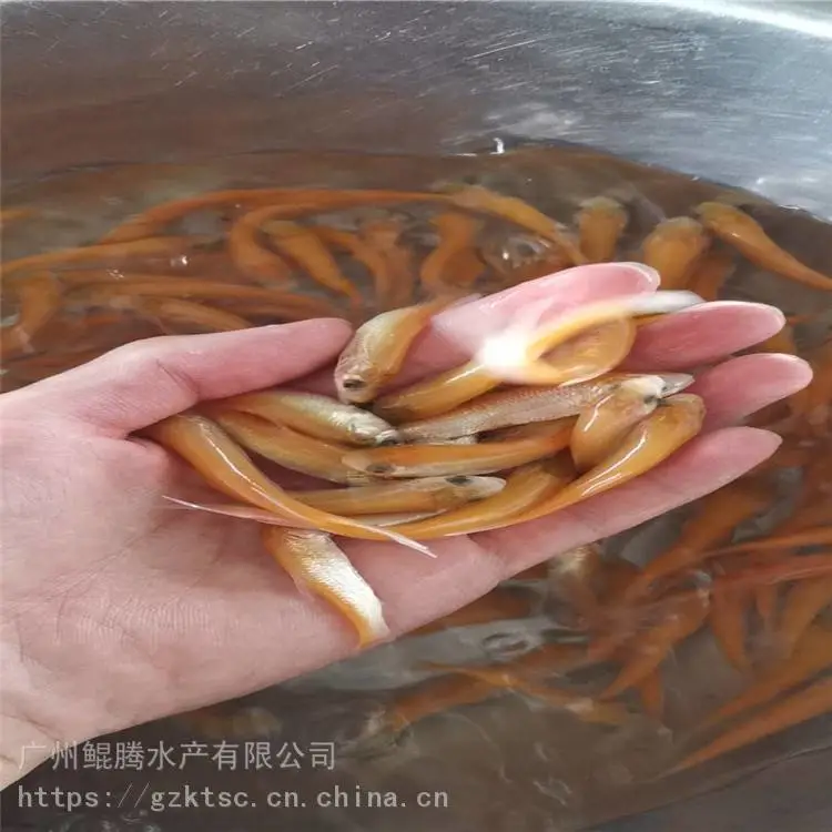 鲲腾水产 金草鱼图片大全 俄罗斯金草鱼养殖技术 ***