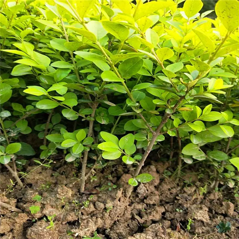 陕西铜川杜鹃苗价格恭请惠顾