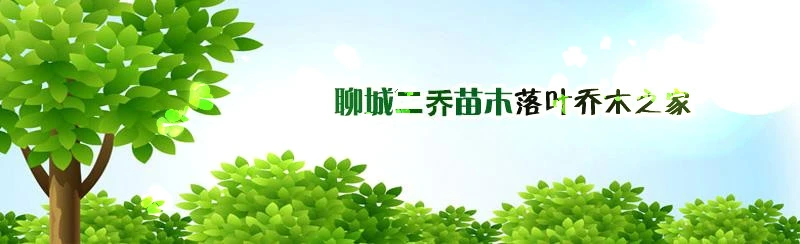 冠县贾镇二乔苗木销售中心