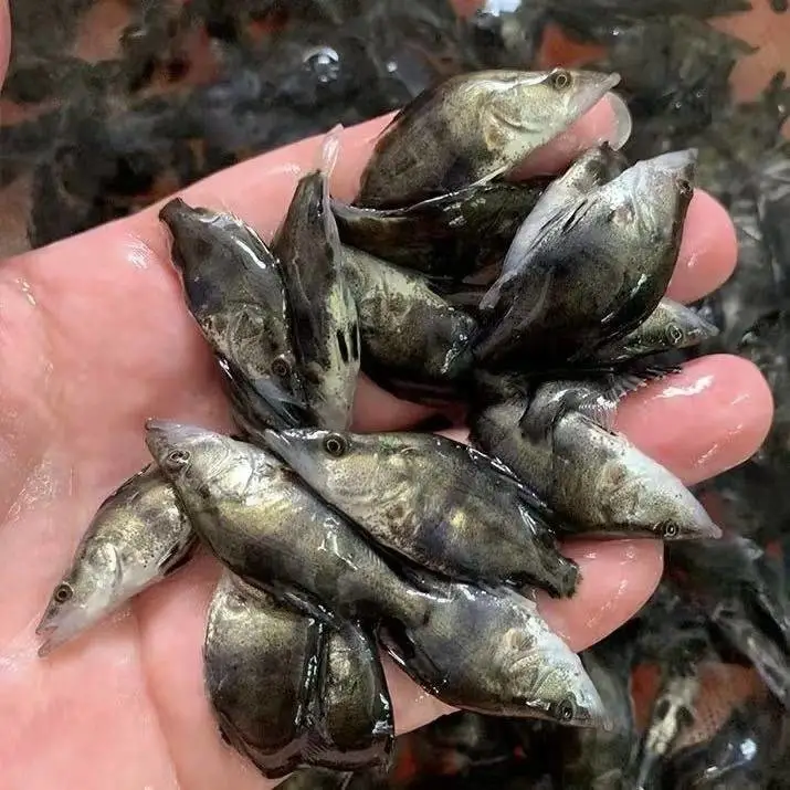 衡水本地新苗！草鱼鲤鱼花鲢白鲢，个个活蹦乱跳