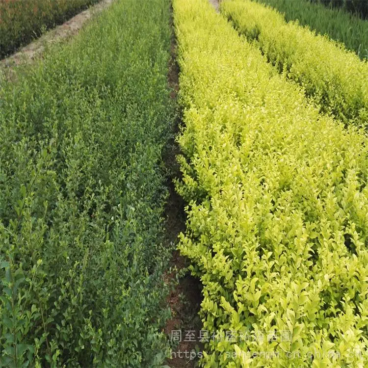 陕西周至苗圃-爬山虎紫藤种植苗圃-周至100高丛生大苗