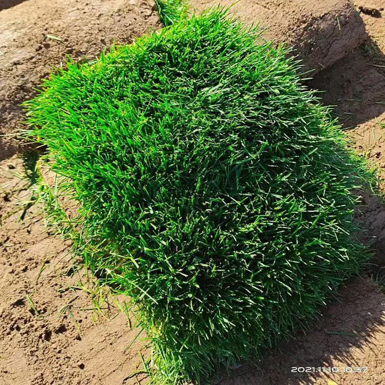 巴 中 草籽草坪特点 好管理耐踩踏的草皮几个钱 花叶芒