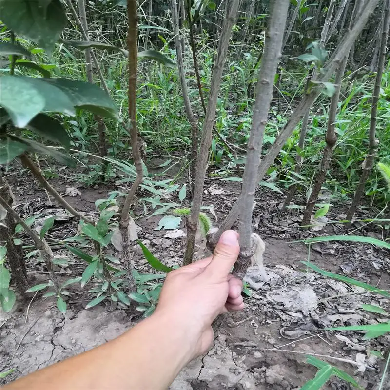 天津俄罗斯八号樱桃苗量大优惠俄罗斯八号樱桃苗送管理技术