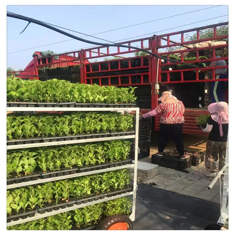 济南樱桃苗出售 齐早樱桃树苗早熟品种 出售一公分嫁接樱桃苗