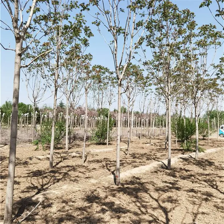 15厘米千头椿-质量优良-公路绿化-远销湖北黄冈鄂州黄石