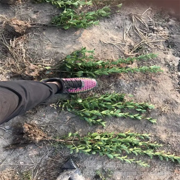 汉中绿篱冬青 篱笆墙遮挡树苗 冬青苗种植方法