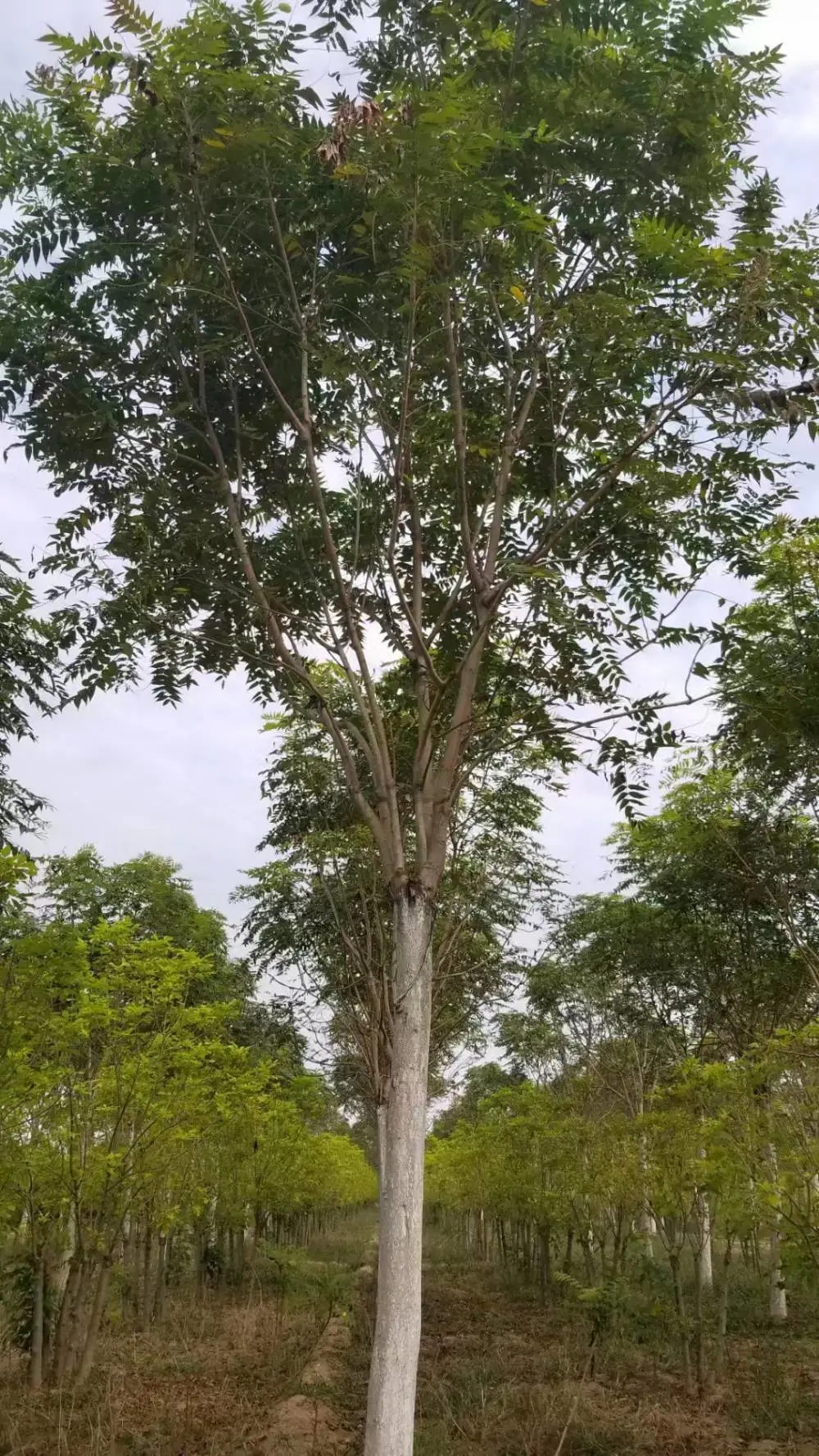 江苏淮安二乔红叶椿基地批发出售10公分红叶椿树厂家胸径8公分红叶椿产地