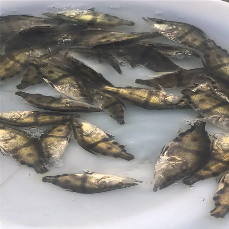 兴安盟桂花鱼苗养殖方法