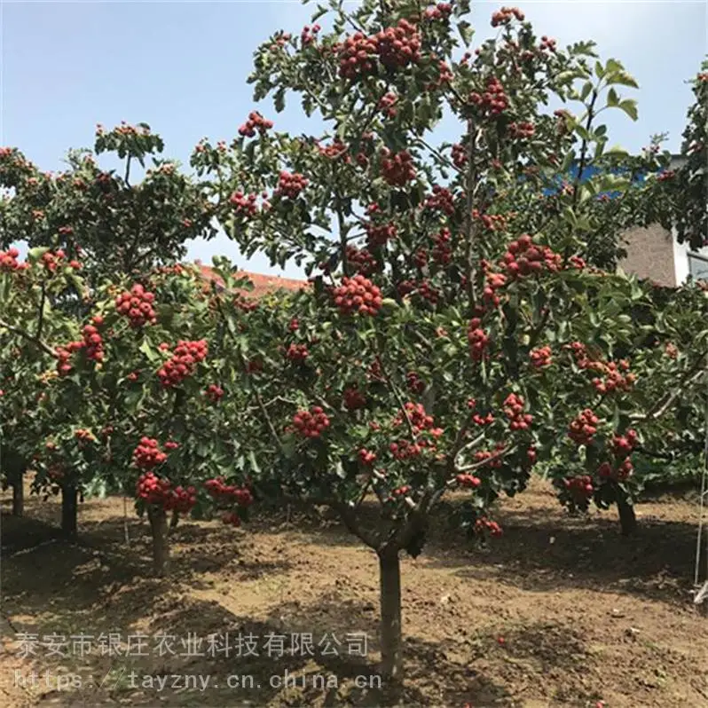 山东房产绿化日本樱花基地 3公分樱花多少钱一棵