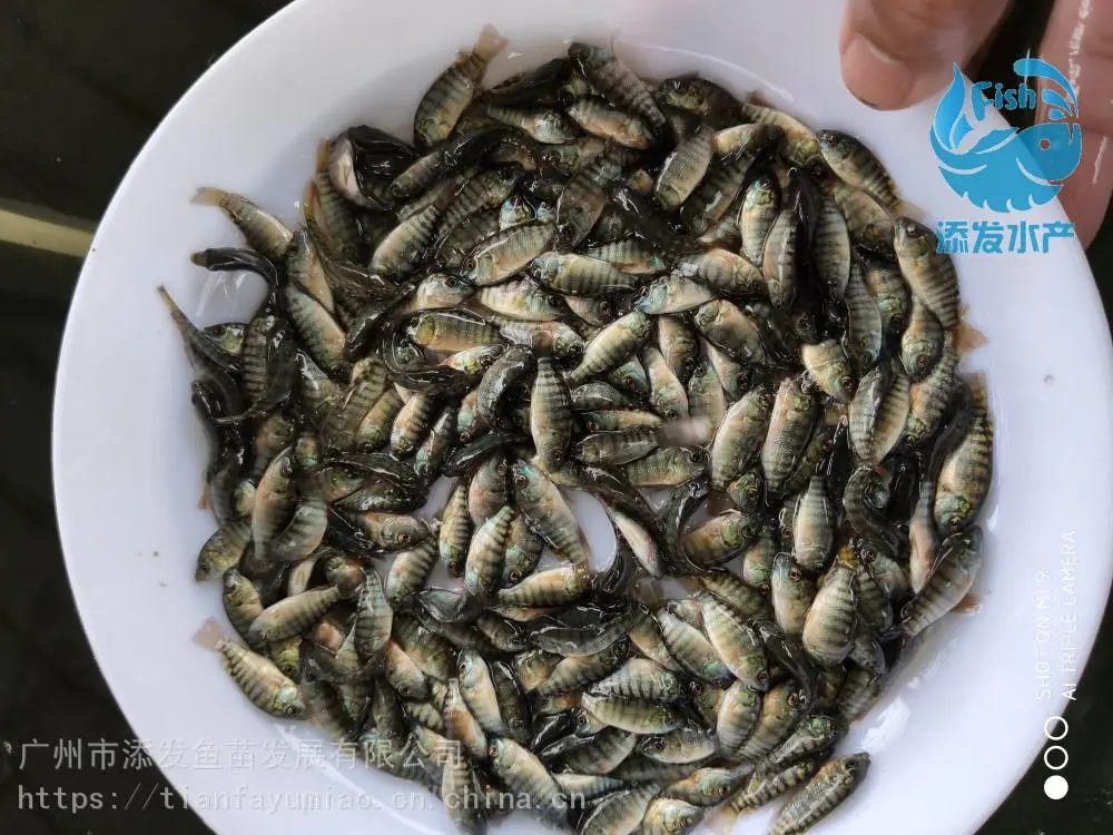 广州罗非鱼苗直销 罗非水花供应 全雄罗非鱼苗