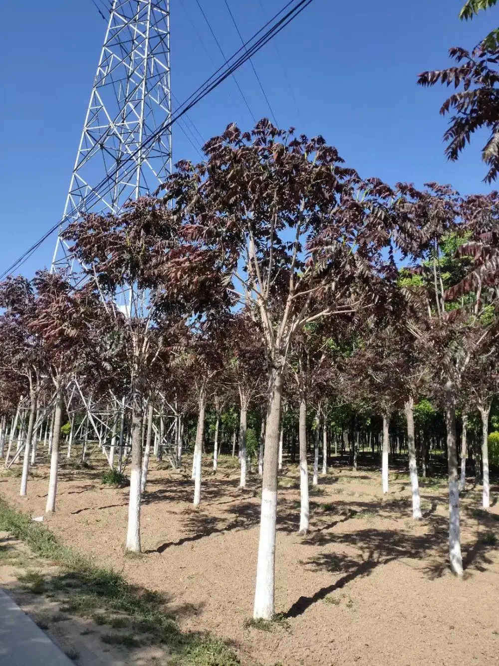 江苏泰州二乔红叶椿基地批发出售10公分红叶椿树厂家胸径8公分红叶椿产地