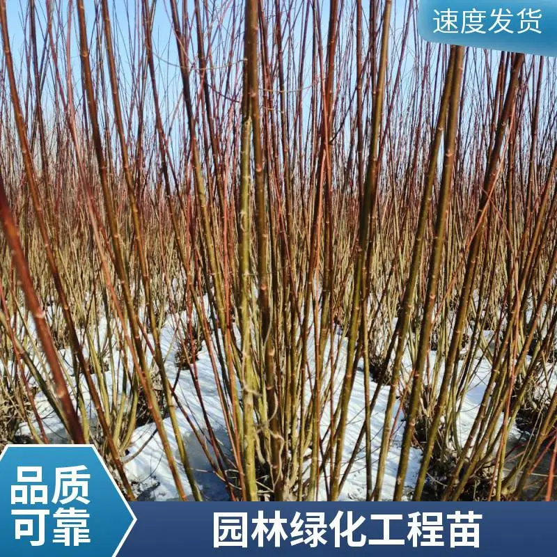 苗圃供应多年生草本柳枝稷 饲草 水土保持风障植物规格齐全