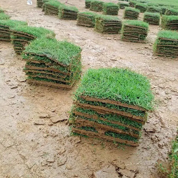出售马尼拉草坪 带泥真草皮基地供应 绿化用马尼拉草卷直供