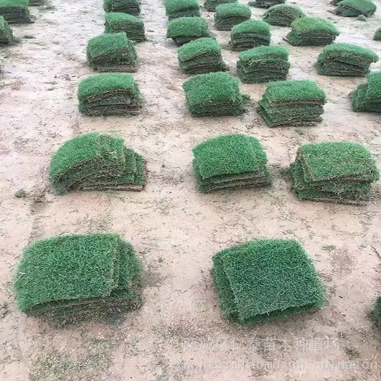 营 口 草籽草坪起草坪机 高羊茅草皮几个钱一平方米 圣诞树