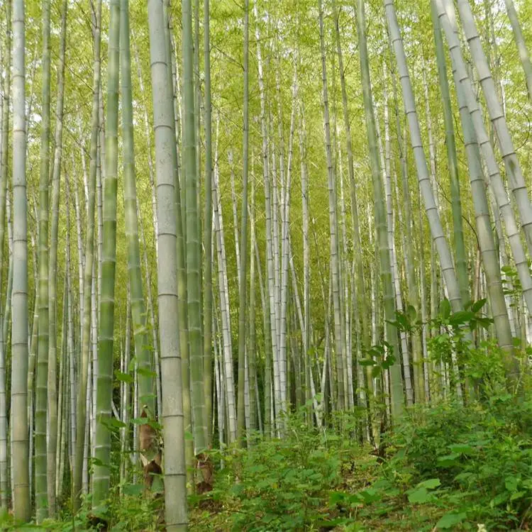 毛竹 小苗批发 大小规格齐全 绿篱庭院用耐寒易成活绿化竹子