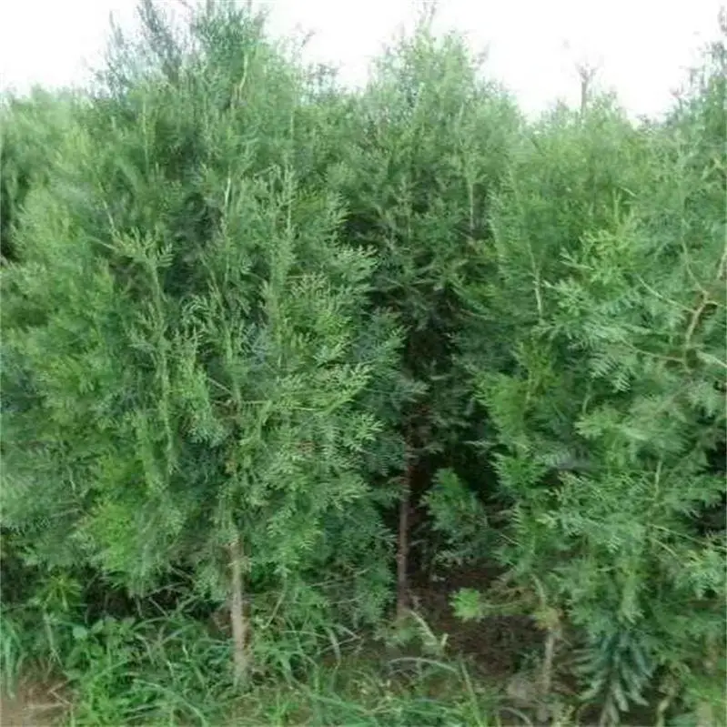 不同季节侧柏小苗价钱有波动 掌握三点选购技巧买苗不吃亏
