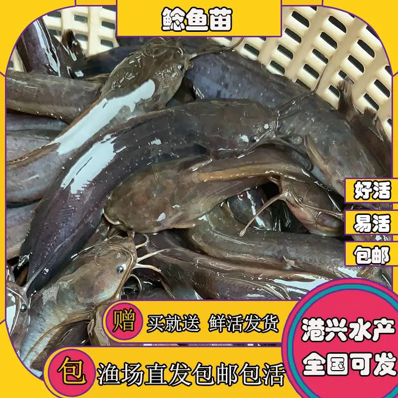 塘鲺鱼苗 清远塘鲺苗 鱼苗全国供应 ¥0.10元