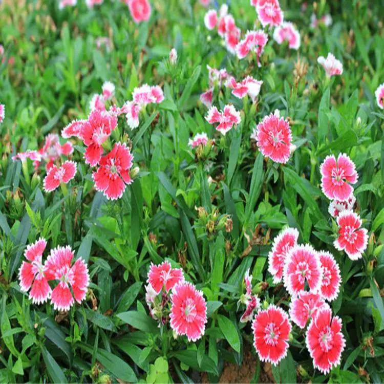 陕西常夏石竹 十一组摆花卉 常夏石竹种子