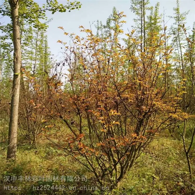 丰林彩叶园林 紫薇 紫薇新品种 苗木种植基地