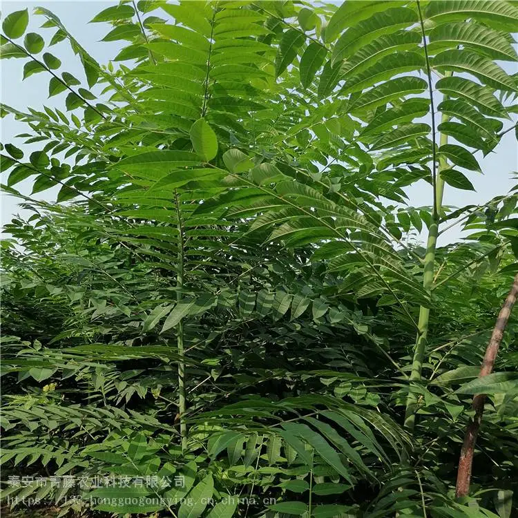 香椿苗种植 青藤农业 多头香椿苗 常年直销