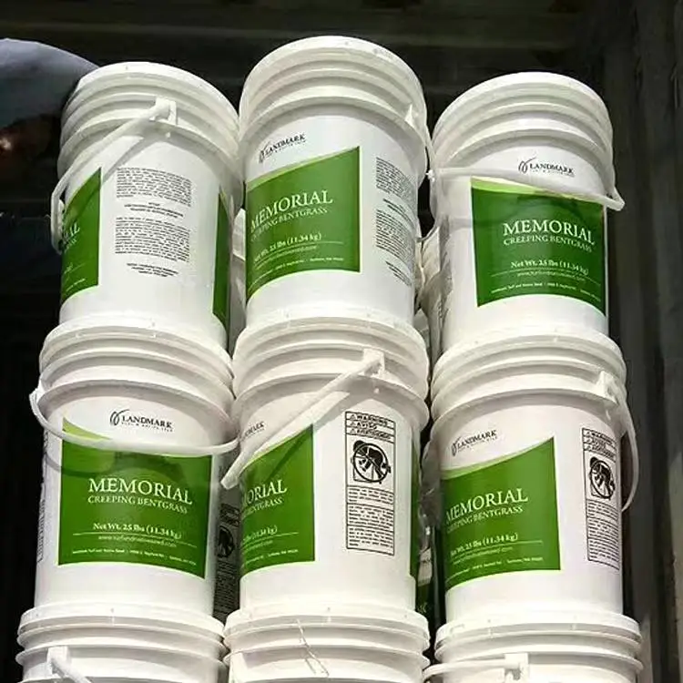 早熟禾飞行员金鱼草种子紫花鼠尾草花籽杉木水荀子