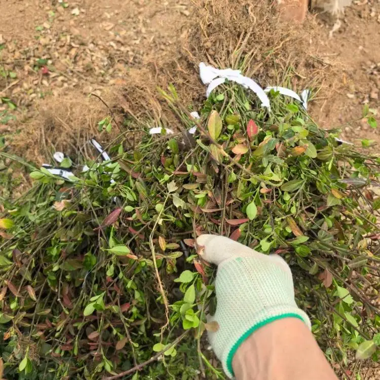 小叶扶芳藤球金边爬行卫矛50cm 爬山虎卫矛苗庭院园林景观球形苗