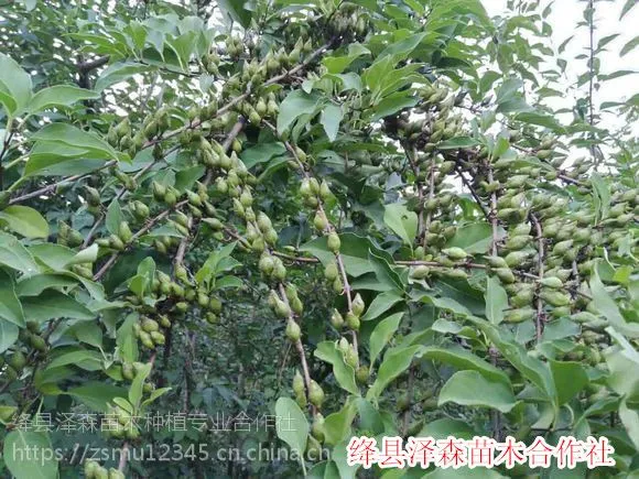 药用连翘苗品种介绍 中药材连翘苗 结果连翘苗种植基地