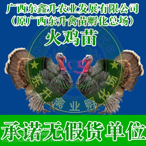 丽江市古城-哪里有青头鸭苗批发-辽宁鸡苗-山东鸡苗批发