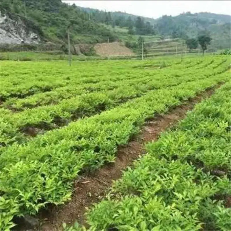 湖南衡阳魔芋种植基地魔芋种子销售现货供应