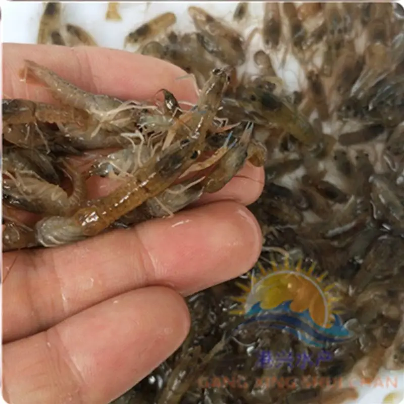 澳洲龙虾苗现场发货 港兴水产出售淡水鱼苗 鲜活虾苗 澳洲龙虾苗供应永州